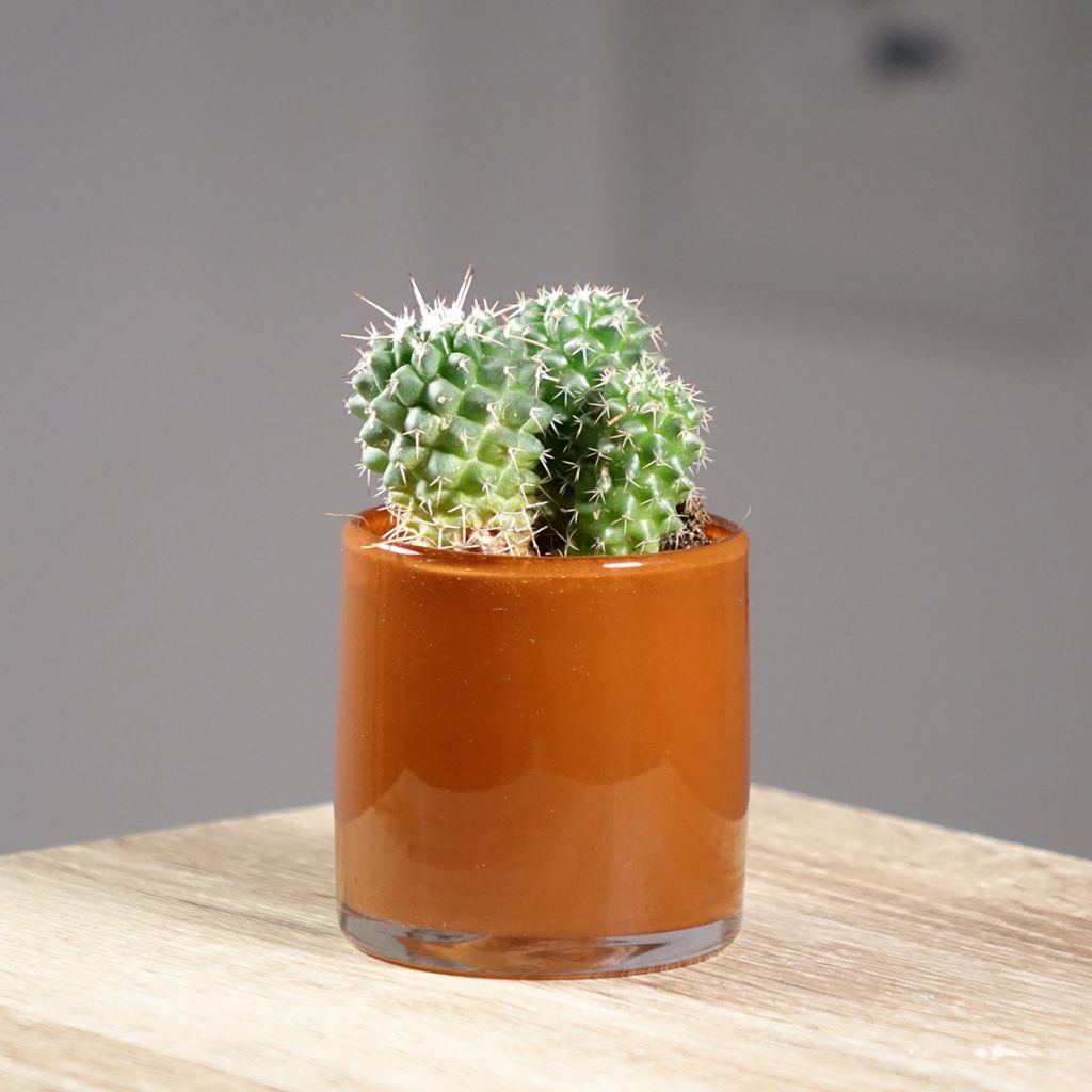 Kaktus - Mammillaria Toluca