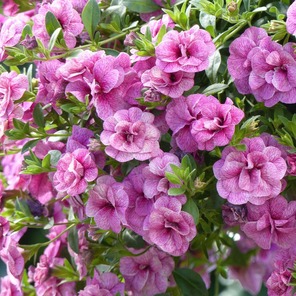 Zauberglöckchen Can-Can Rosies Pink Vein - Calibrachoa