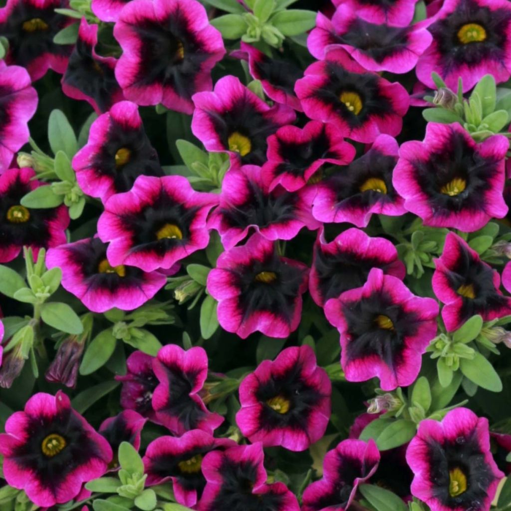 Zauberglöckchen Superbells Blackcurrant Punch - Calibrachoa
