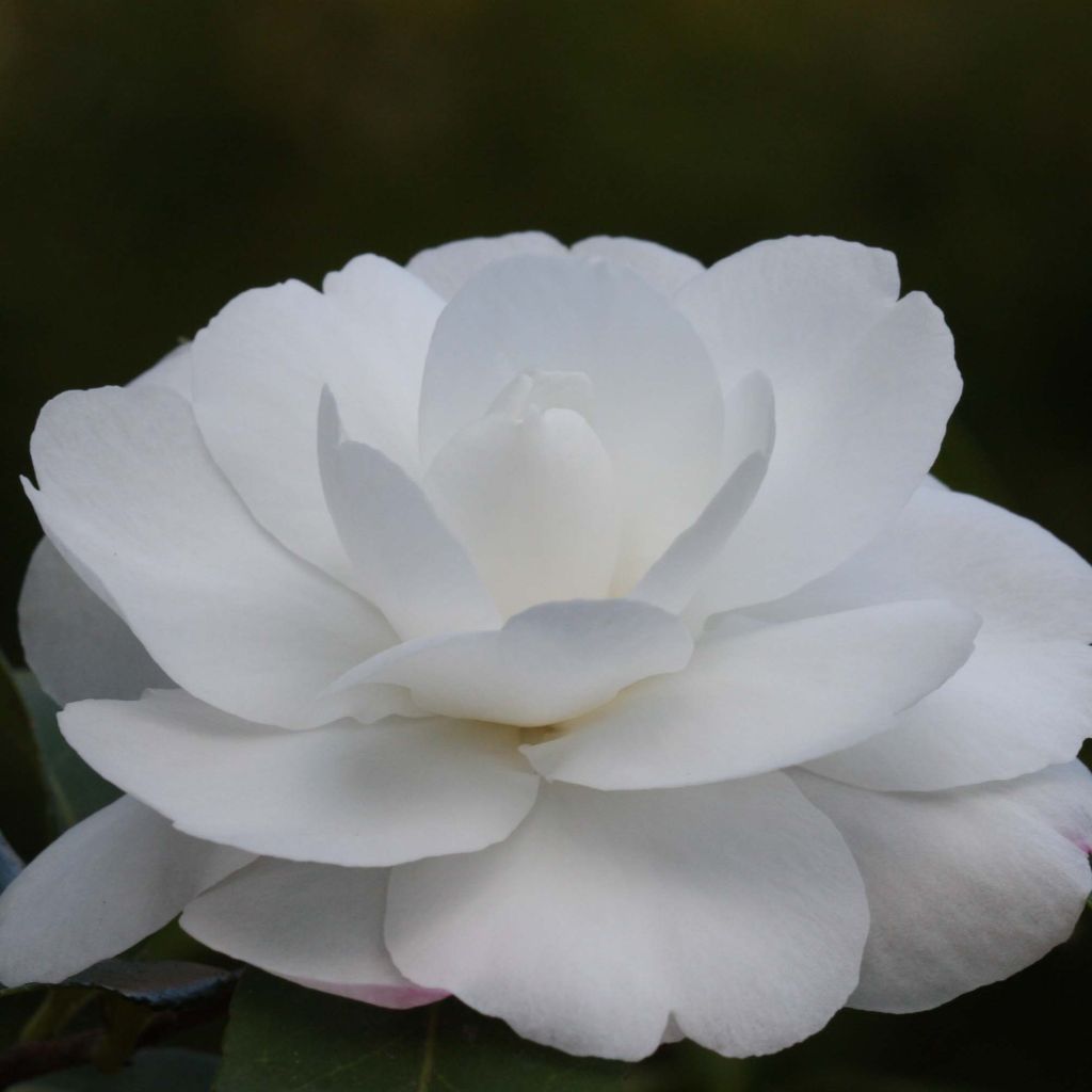 Camellia sasanqua Early Pearly - Herbstblühende Kamelie