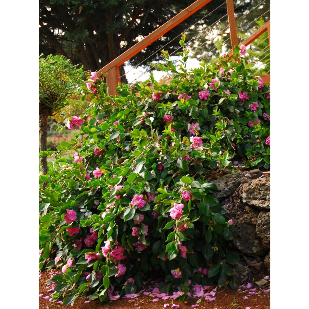 Camellia sasanqua Waterfall Pink - Herbstblühende Kamelie