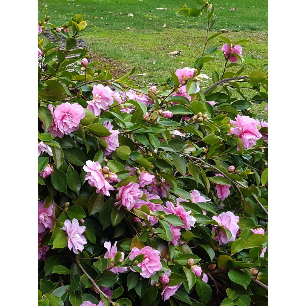 Camellia sasanqua Waterfall Pink - Herbstblühende Kamelie