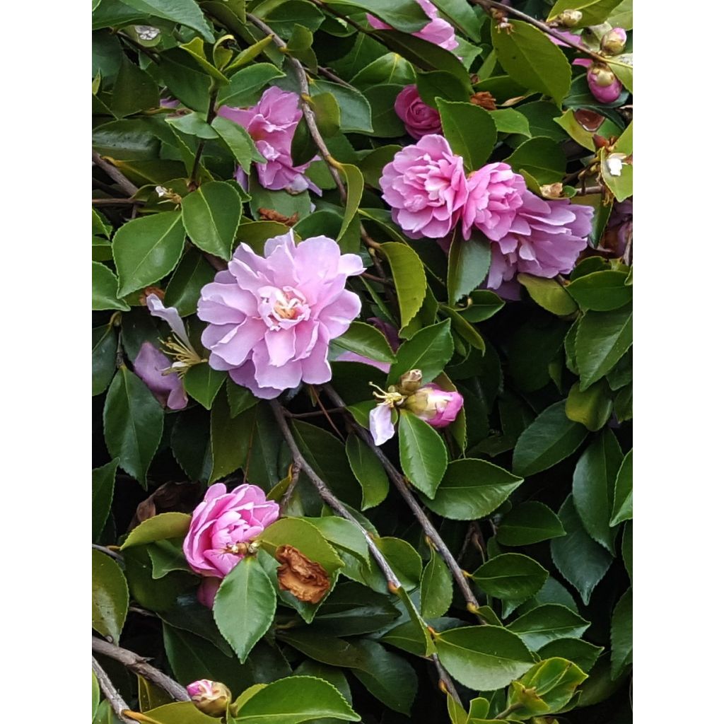 Camellia sasanqua Waterfall Pink - Herbstblühende Kamelie