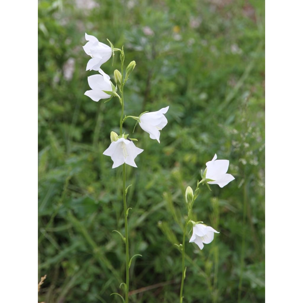 Pfirsichblättrige Glockenblume Alba - Campanula persicifolia