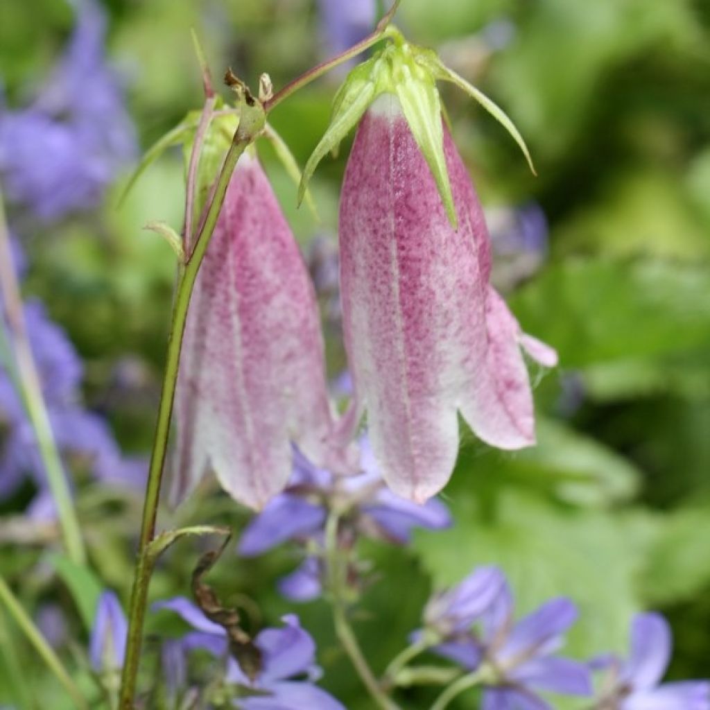 Campanula takesimana Elisabeth - Korea-Glockenblume