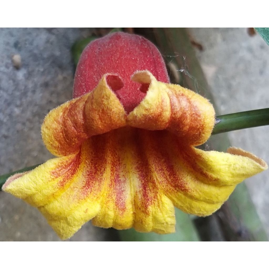 Campsis capreolata - Trompetenblume
