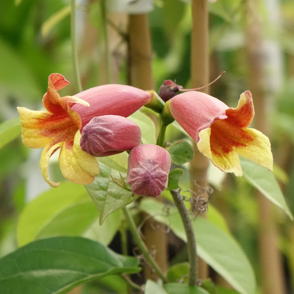Campsis capreolata - Trompetenblume