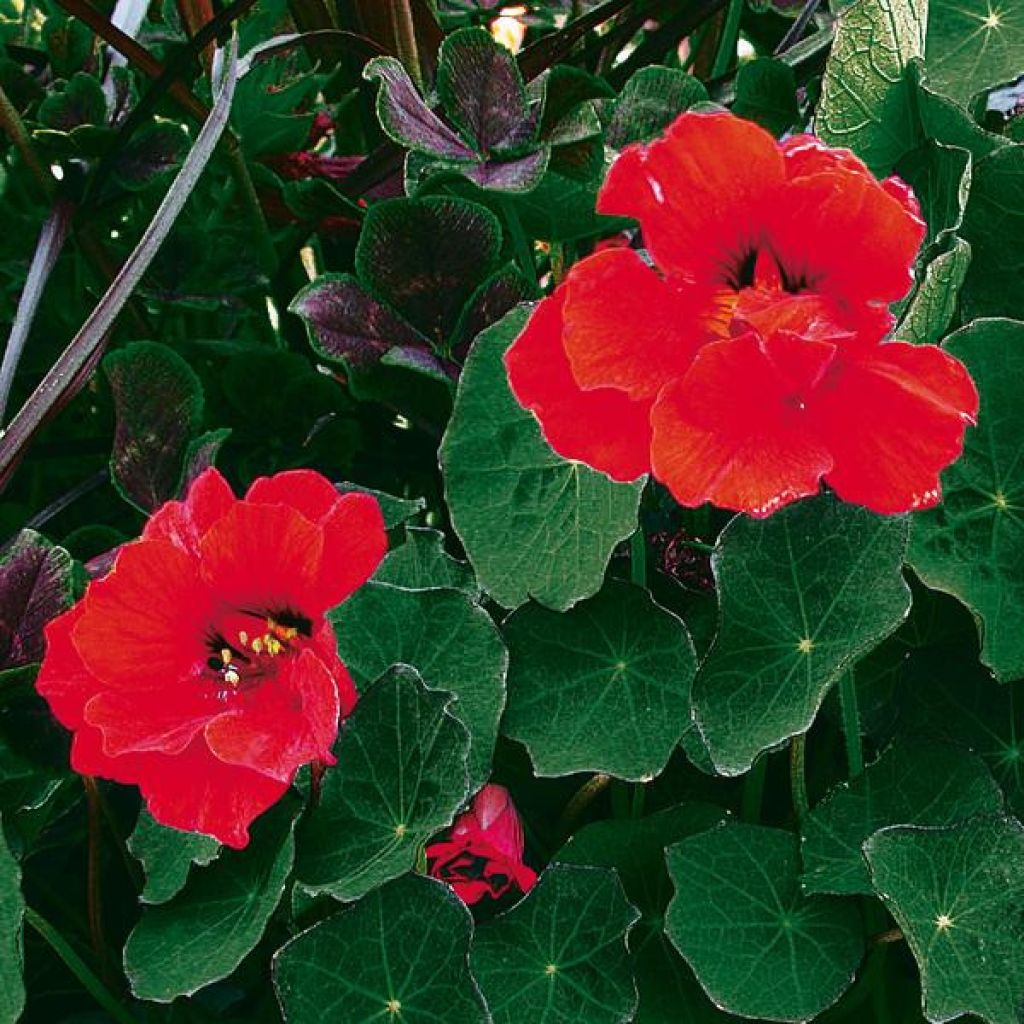 Große Kapuzinerkresse Red wonder