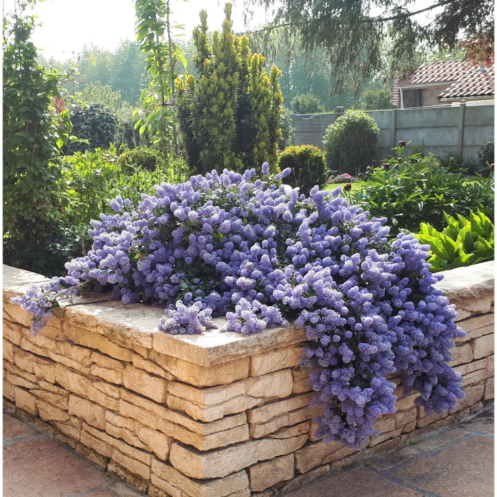 Kriechende Säckelblume Repens - Ceanothus thyrsiflorus