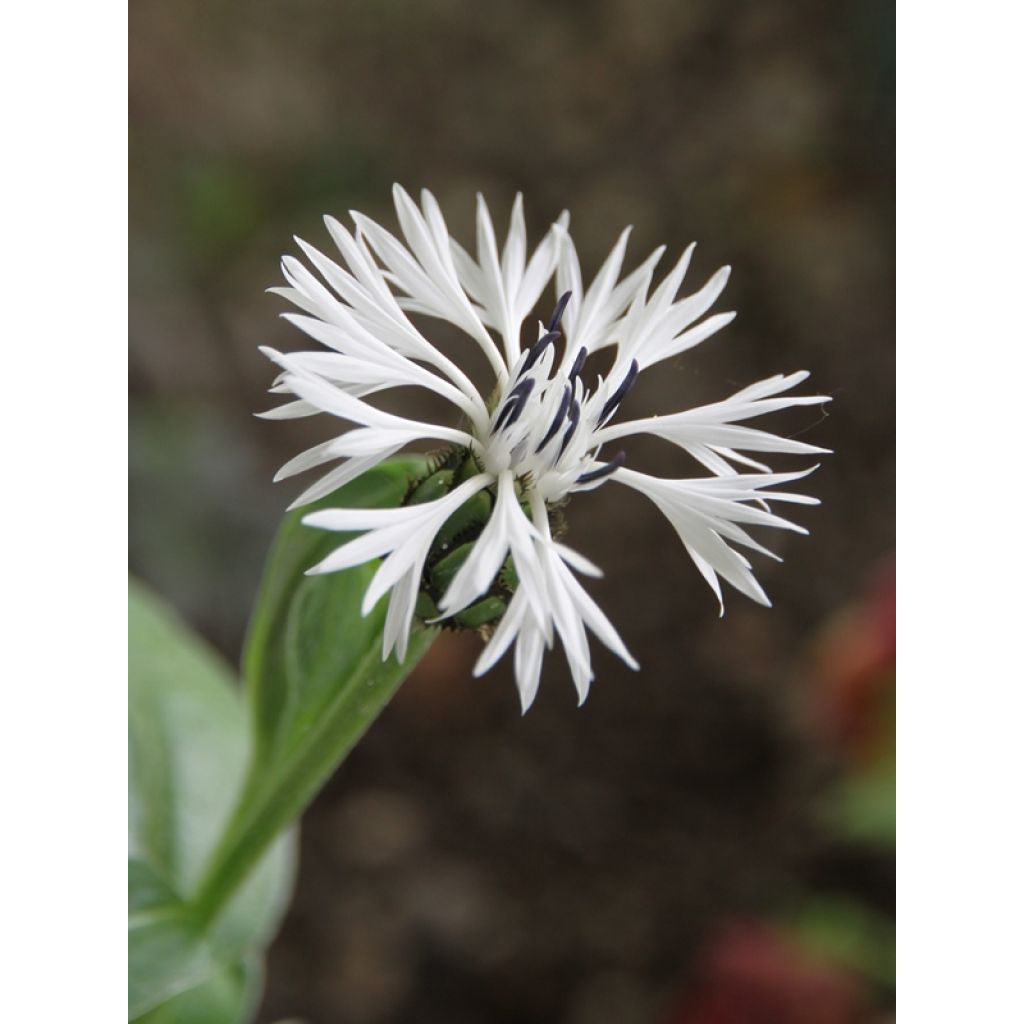 Berg-Flockenblume Alba - Centaurea montana