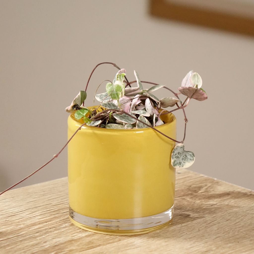 Ceropegia woodii Variegata - Leuchterblume