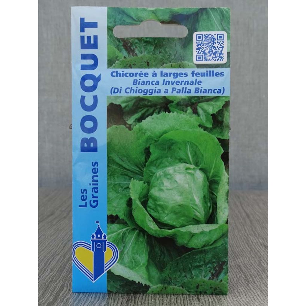 Blattzichorie Bianca invernale ( di chioggia a palla Bianca )