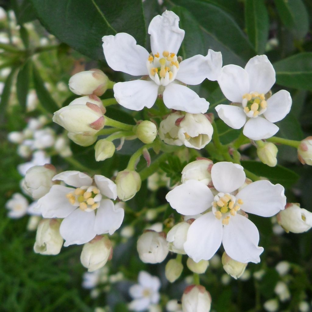Orangenblume - Choisya ternata