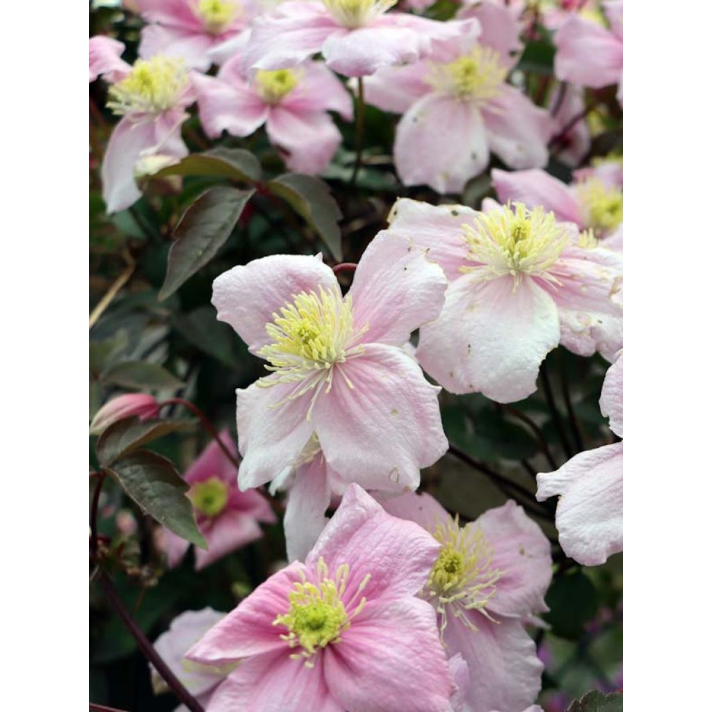 Clematis montana Mayleen - Berg-Waldrebe