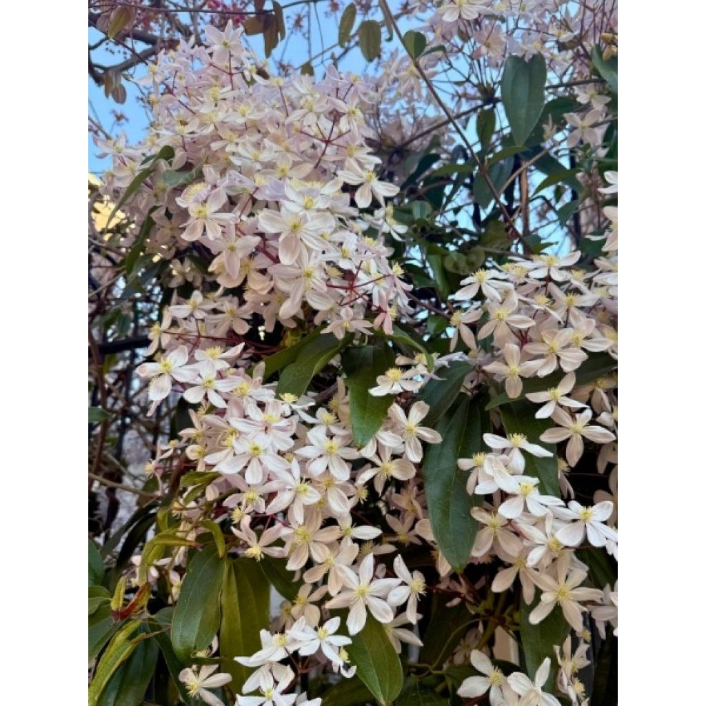 Clematis armandii - Immergrüne Waldrebe