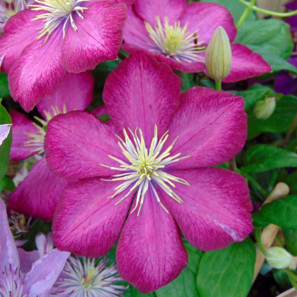 Waldrebe Ville de Lyon - Clematis