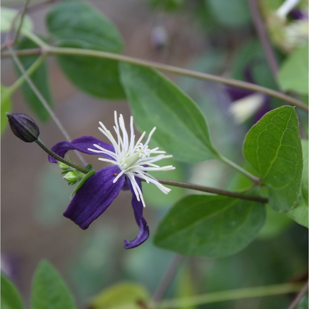 Clematis flammula Aromatica - Waldrebe