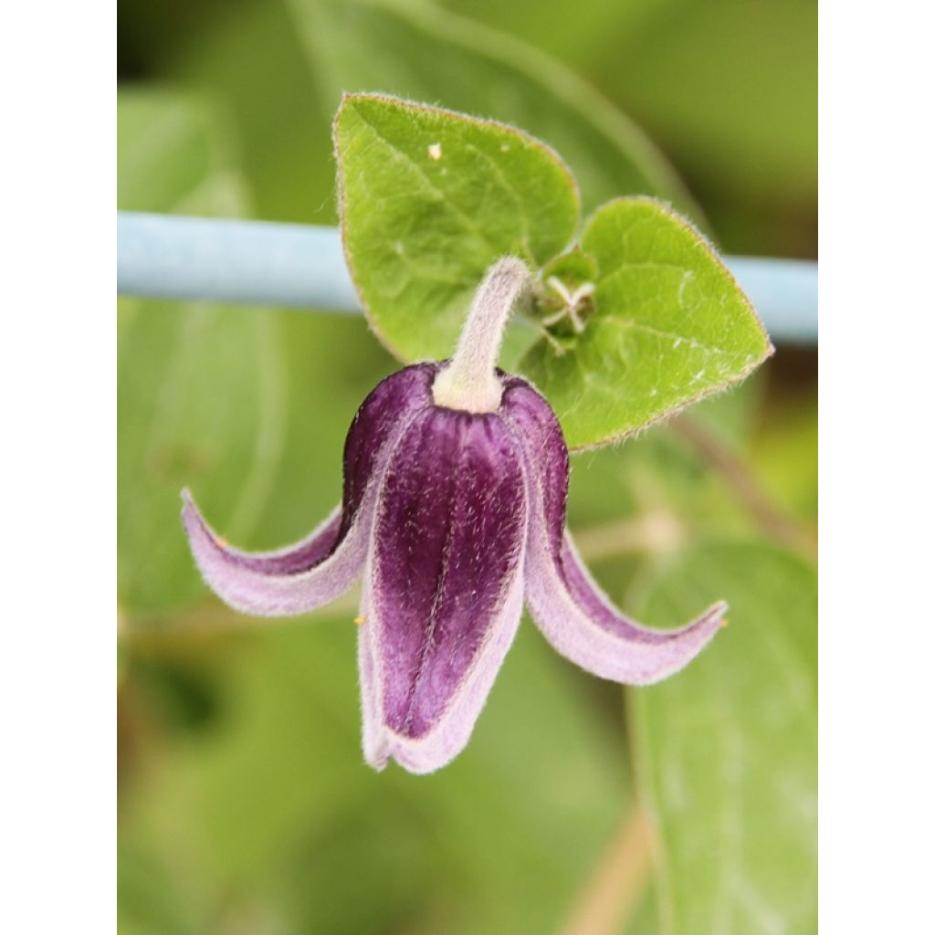 Waldrebe Fascination - Clematis