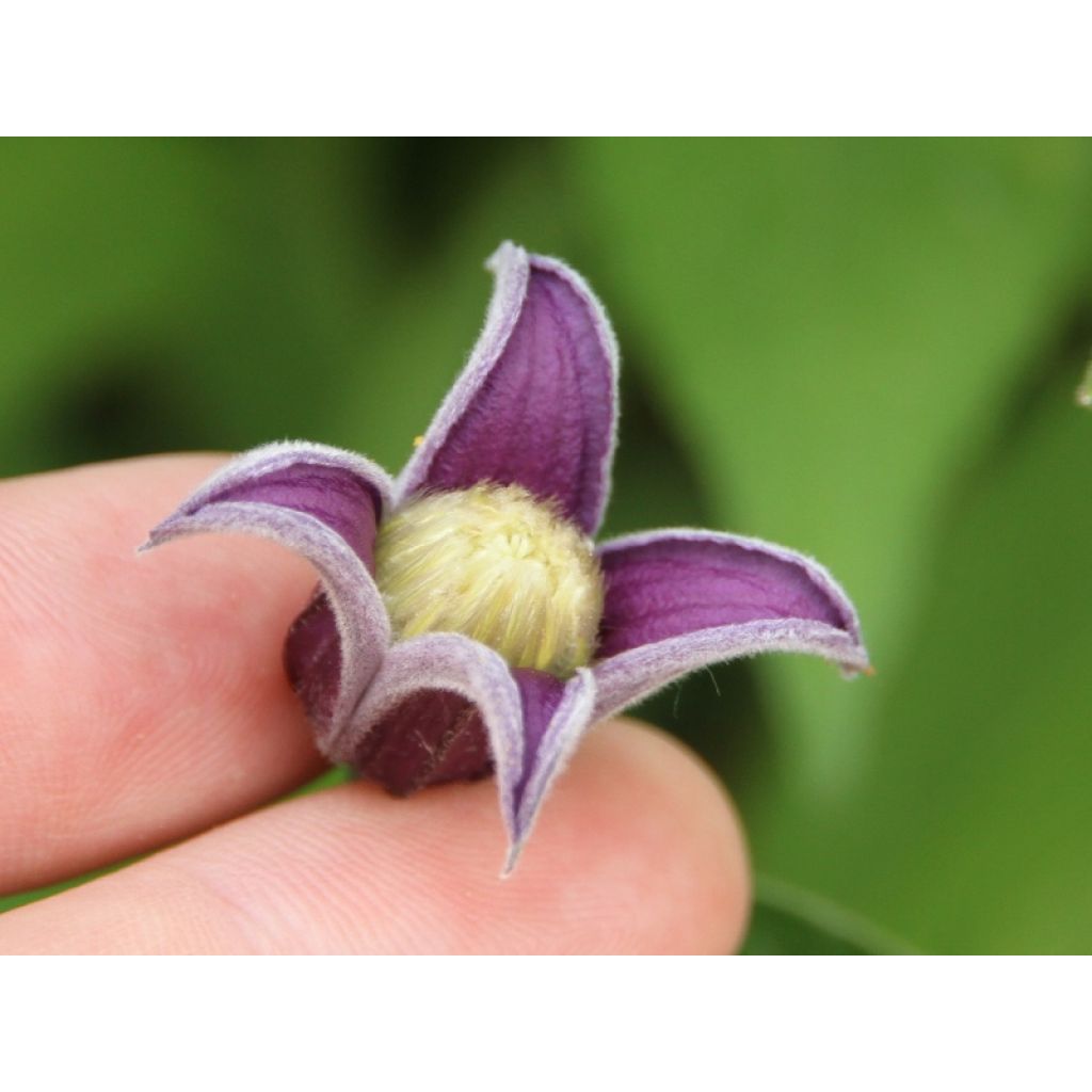 Waldrebe Fascination - Clematis