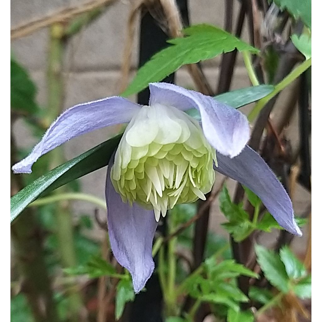 Waldrebe Ocean Pearl - Clematis