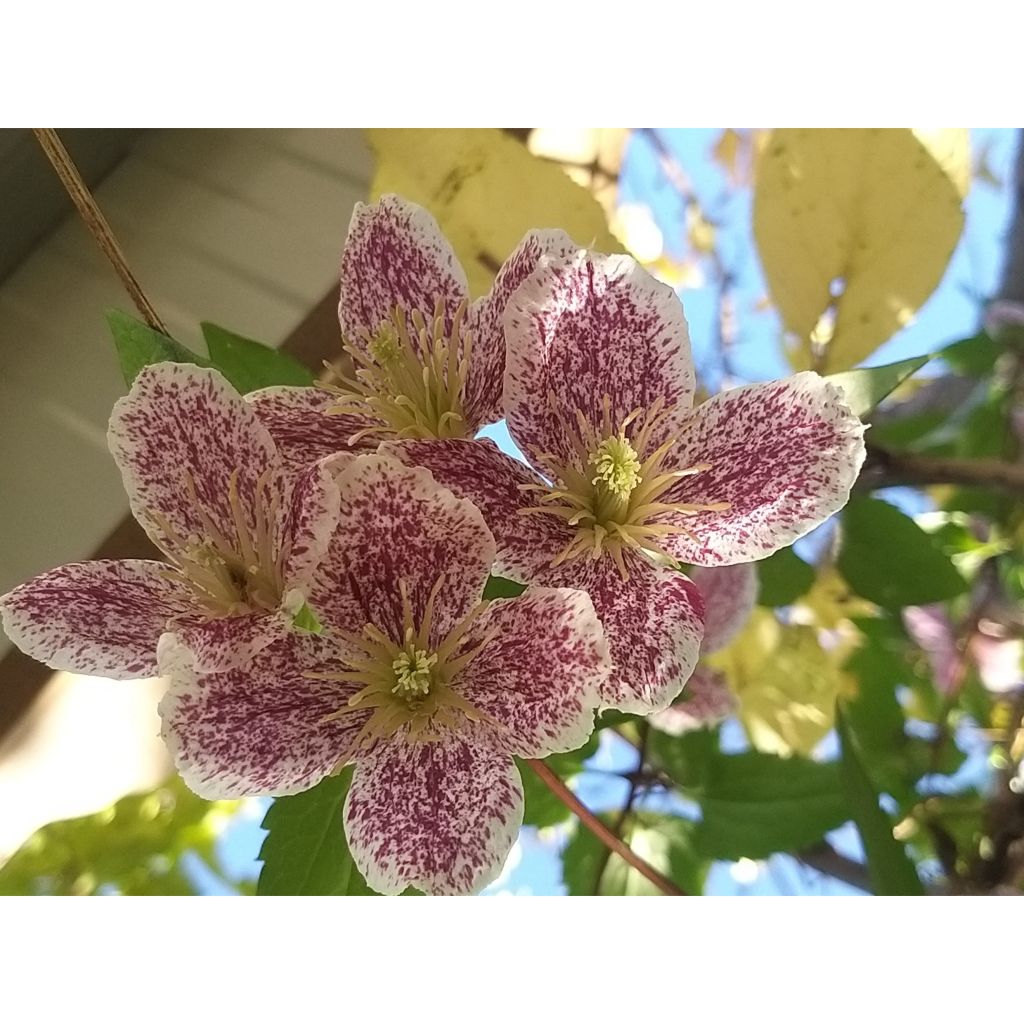 Clematis cirrhosa Freckles - Waldrebe