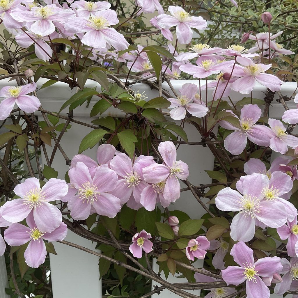 Waldrebe Pink Perfection - Clematis