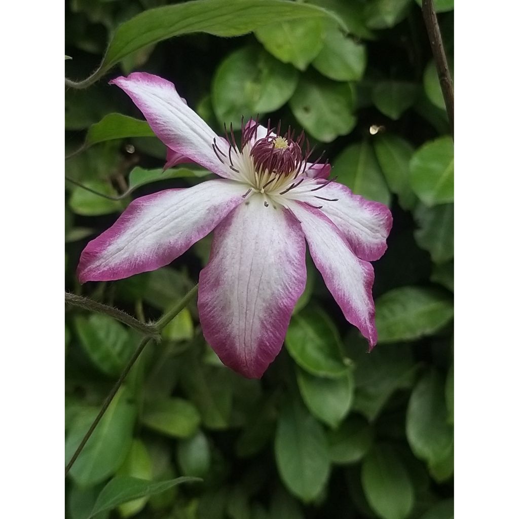 Waldrebe Picotee - Clematis