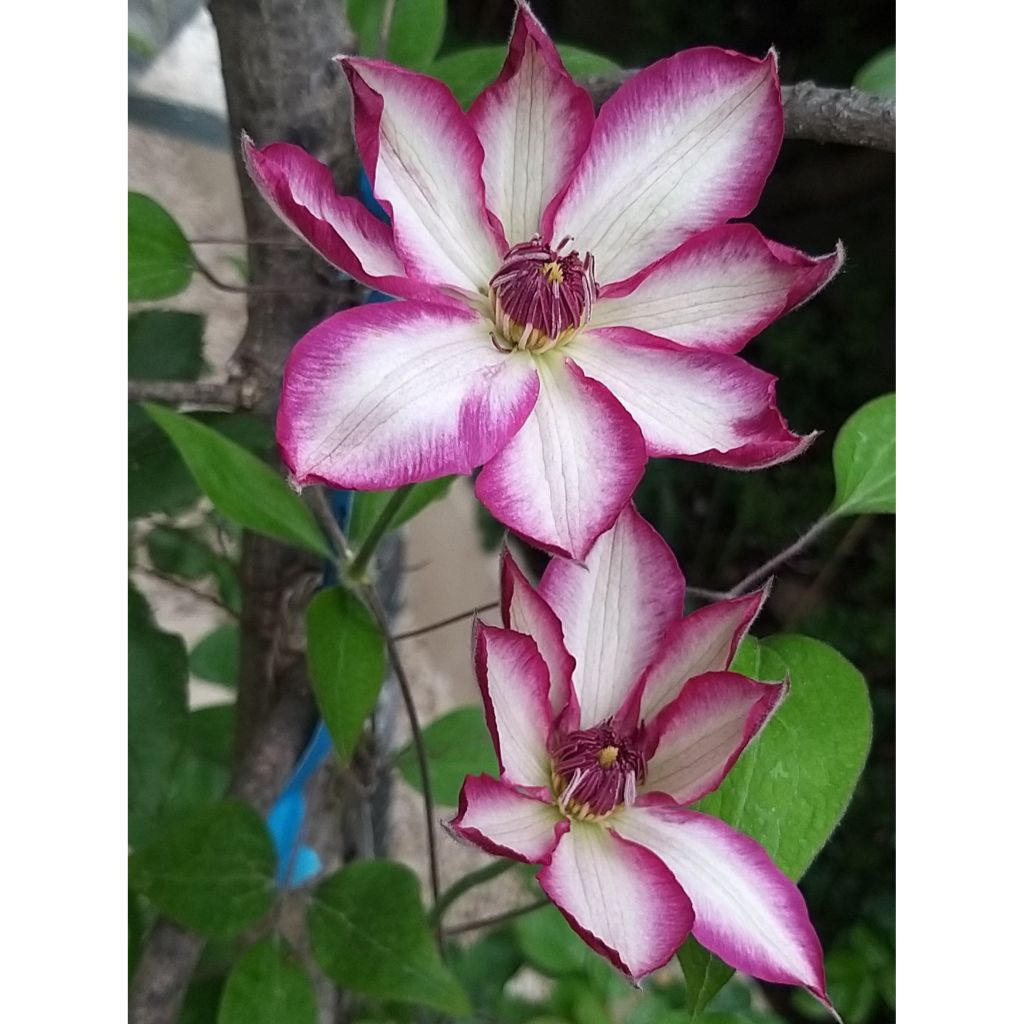Waldrebe Picotee - Clematis
