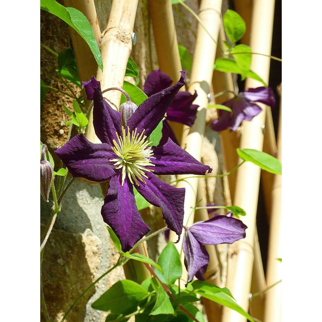Waldrebe Romantika - Clematis