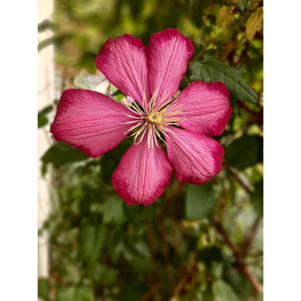 Waldrebe Ville de Lyon - Clematis