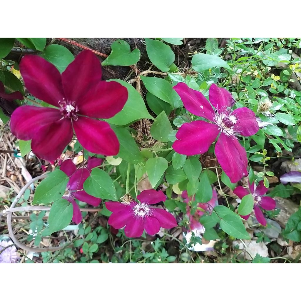 Waldrebe Westerplatte - Clematis