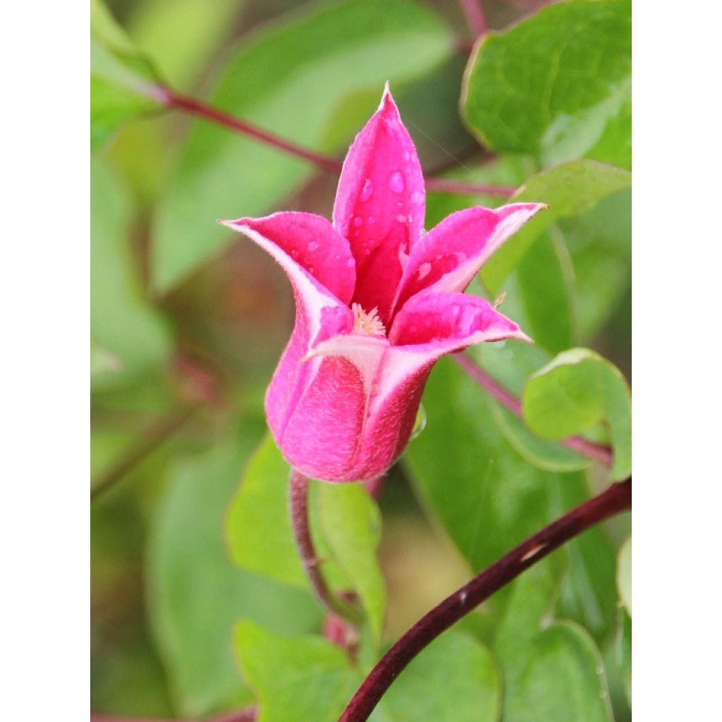 Clematis texensis Princess Diana - Texas-Waldrebe