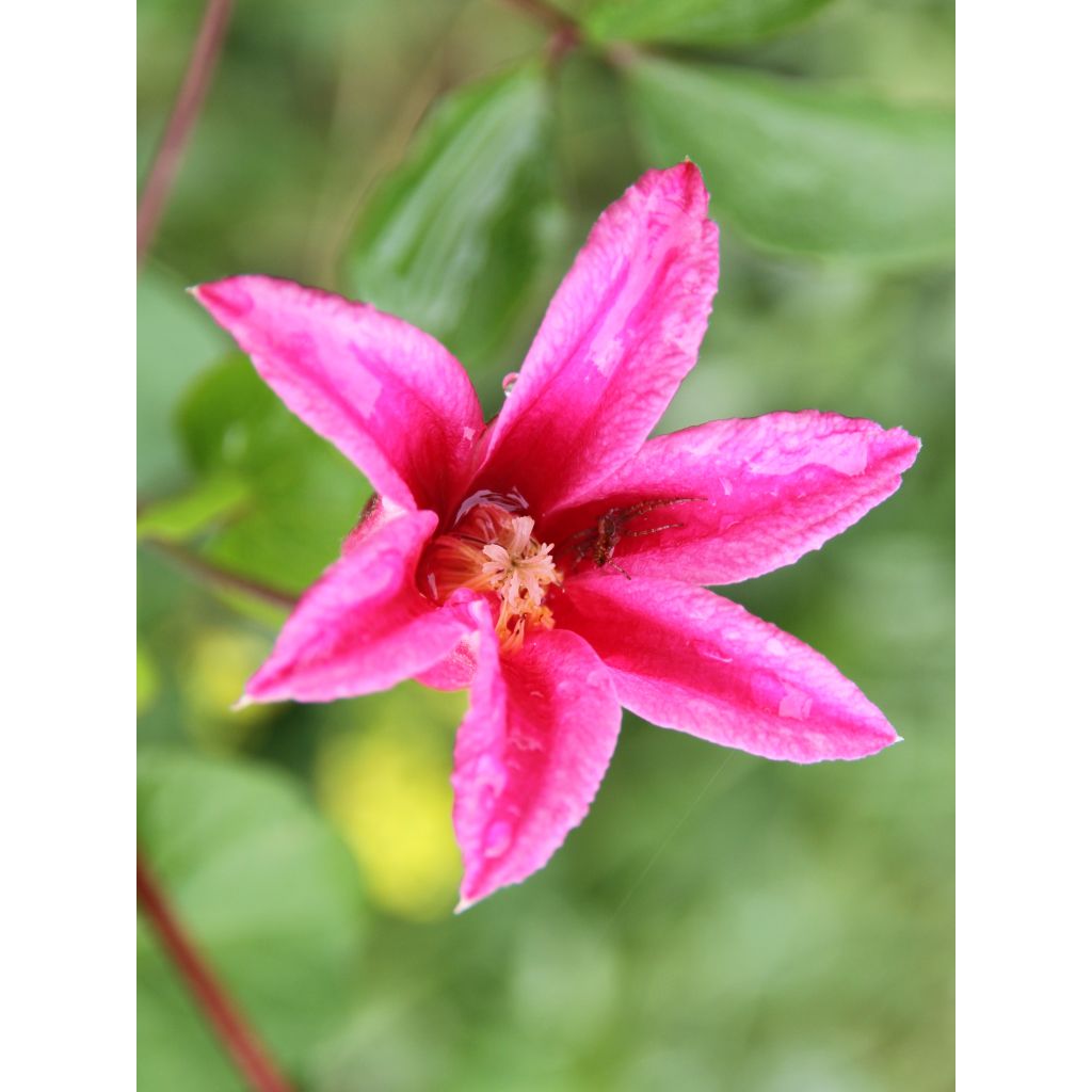 Clematis texensis Princess Diana - Texas-Waldrebe