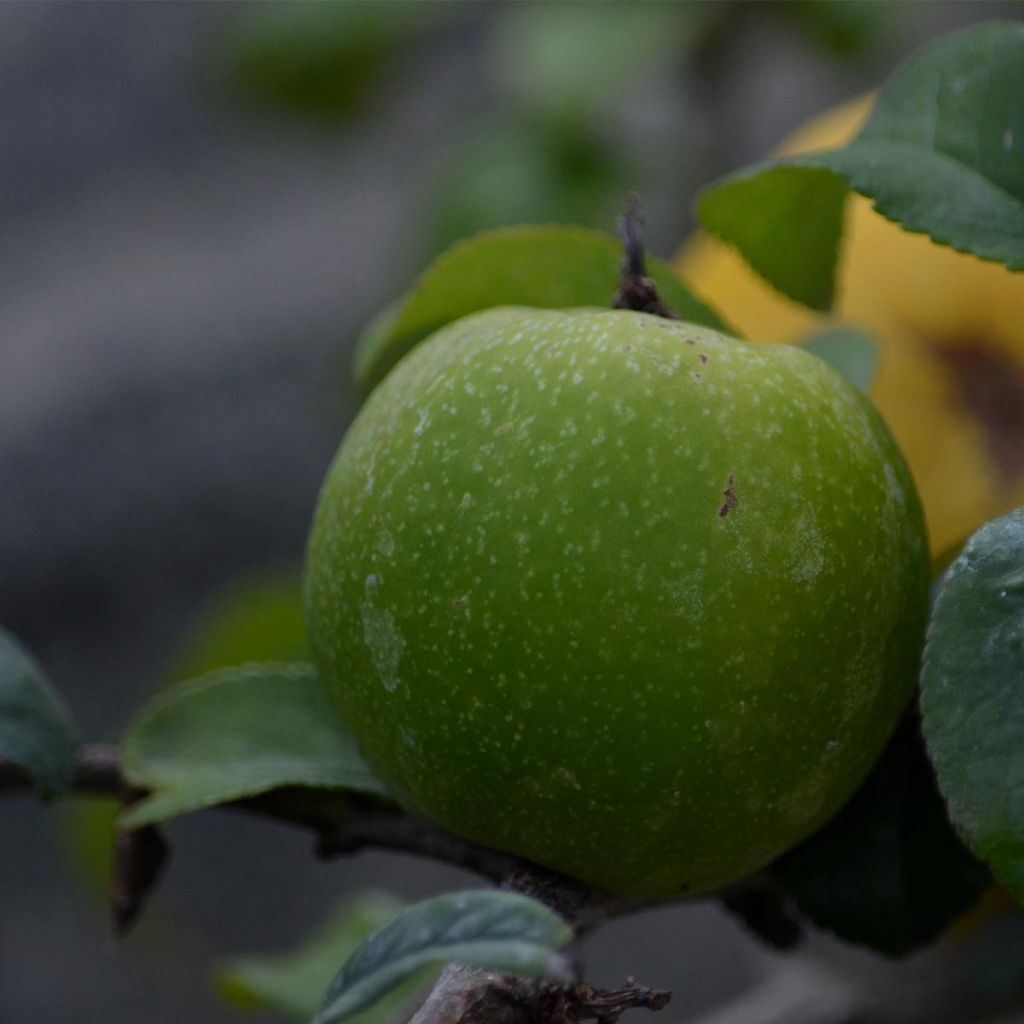 Cognassier du Japon Pink Lady - Chaenomeles superba