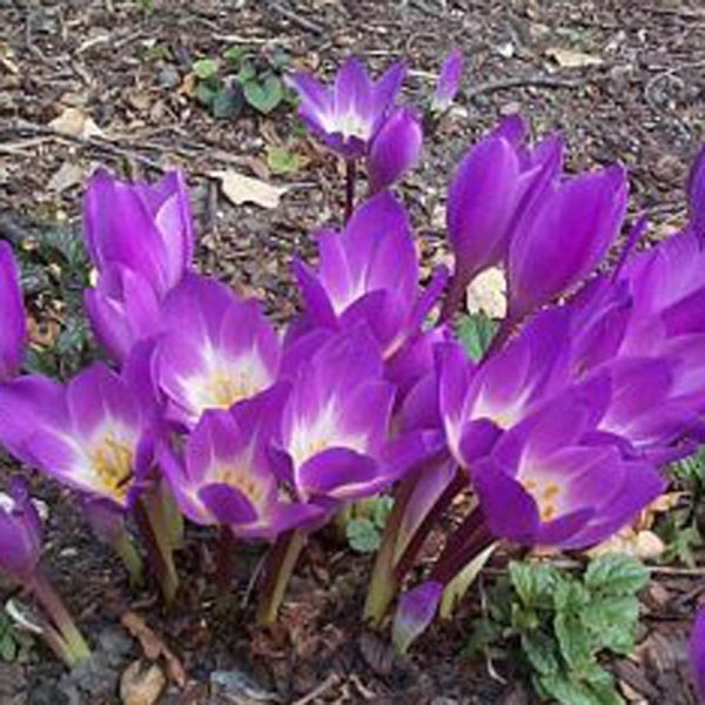 Colchicum speciosum Atrorubens - Kaukasus-Herbstzeitlose