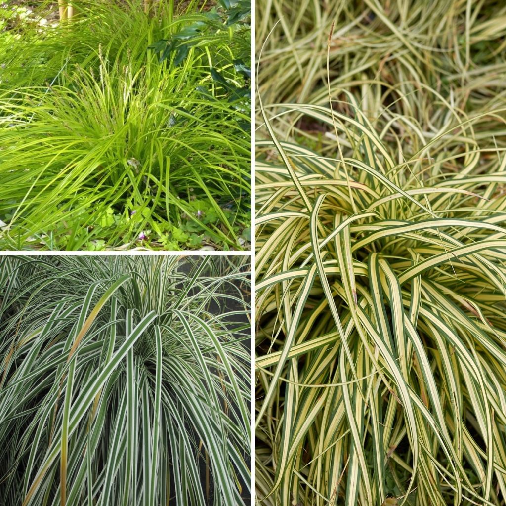 Kollektion 3 Carex EverColor
