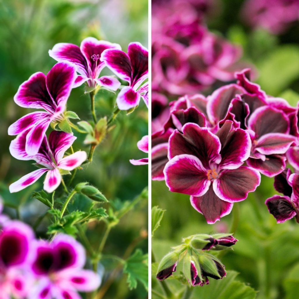 Sammlung von duftenden Mückenschutz-Storchschnabeln - Duftende Pelargonie