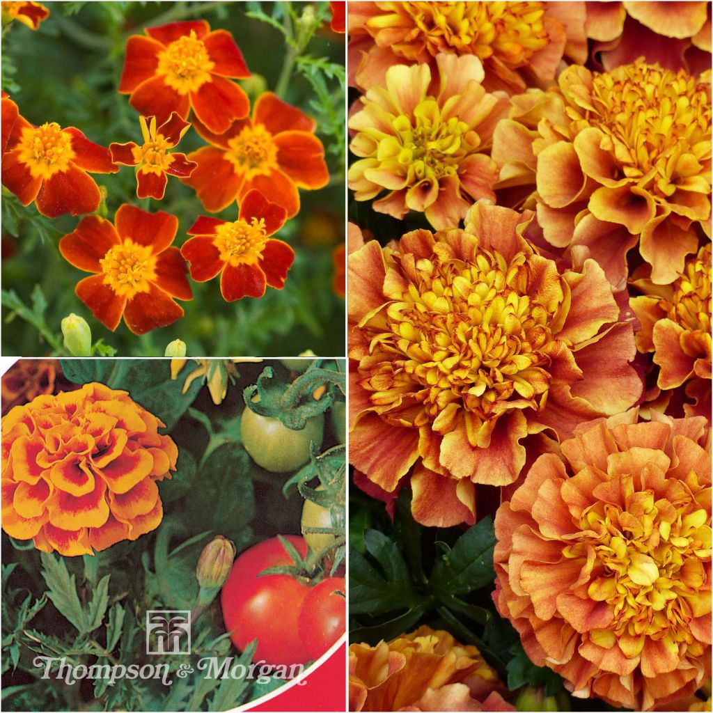 Sammlung von Ringelblumen-Samen