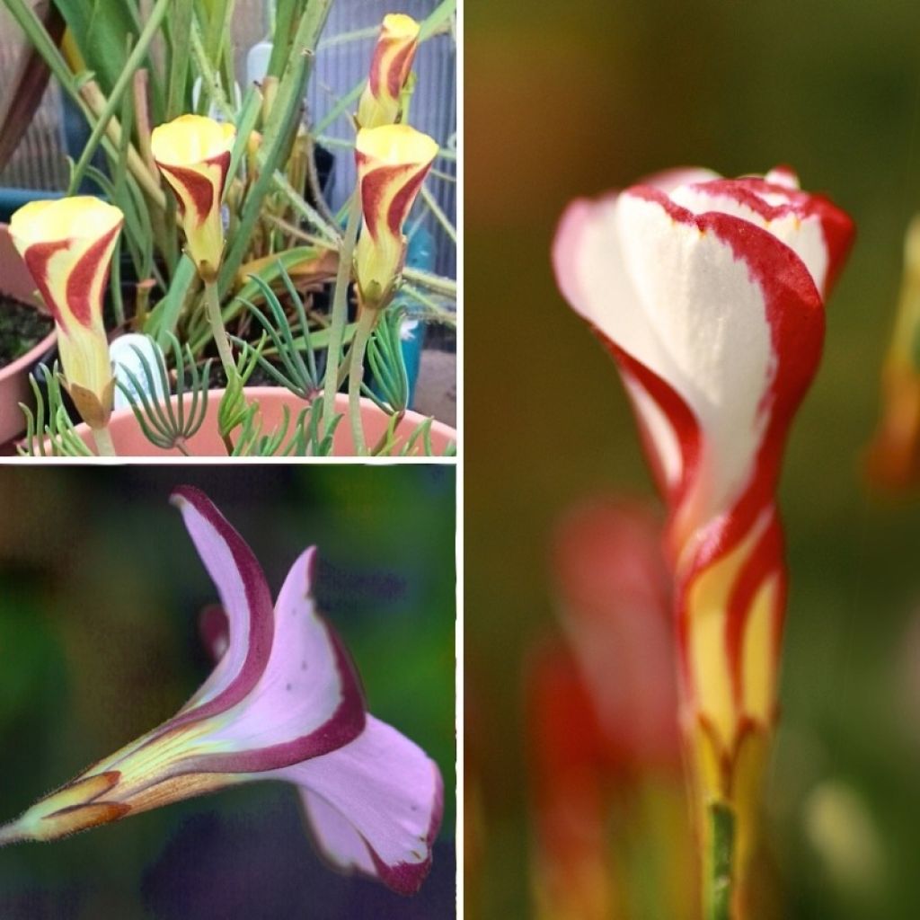 Oxalis-Kollektion für das Haus oder Frühlings-Oxalis