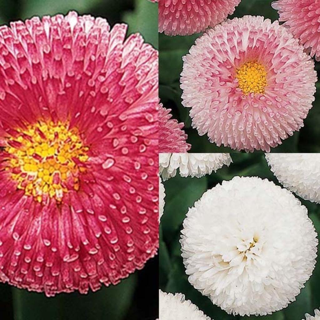 Gänseblümchen-Kollektion