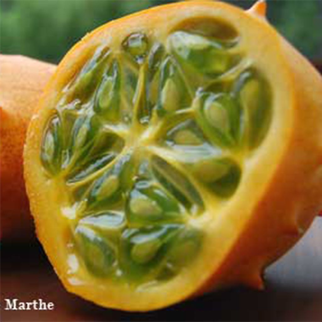 Cucumis metuliferus Bio - Ferme de Sainte Marthe - Horngurke