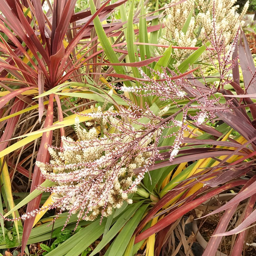 Cordyline trio pot déco Black Knight/Electric Flash/Peko