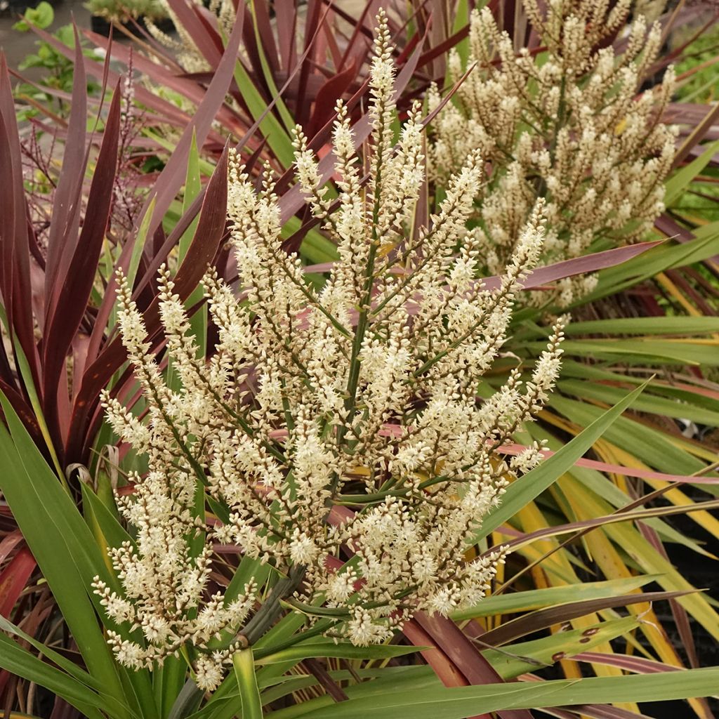 Cordyline trio pot déco Black Knight/Electric Flash/Peko