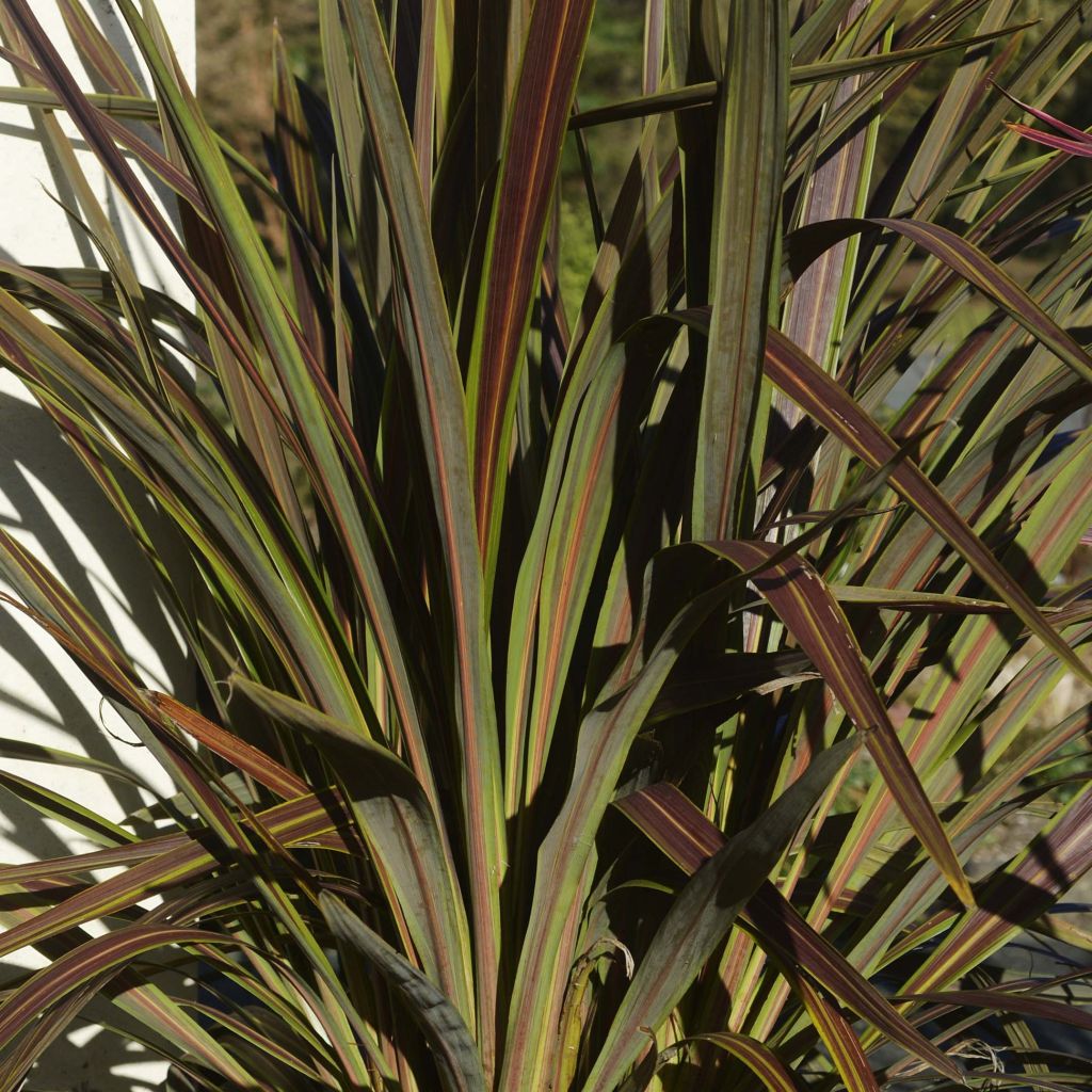 Cordyline banksii Electric Star - Keulenlilie