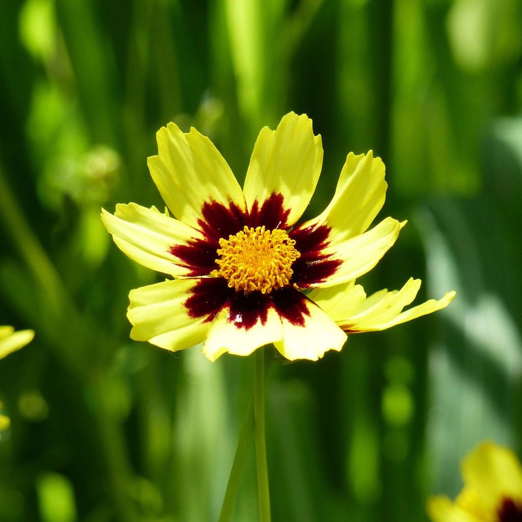 Mädchenauge Cosmic Eye - Coreopsis