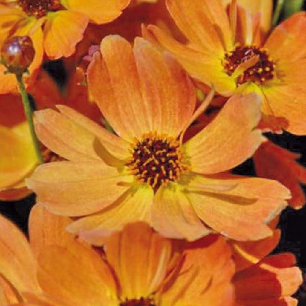 Mädchenauge Mango Punch - Coreopsis rosea