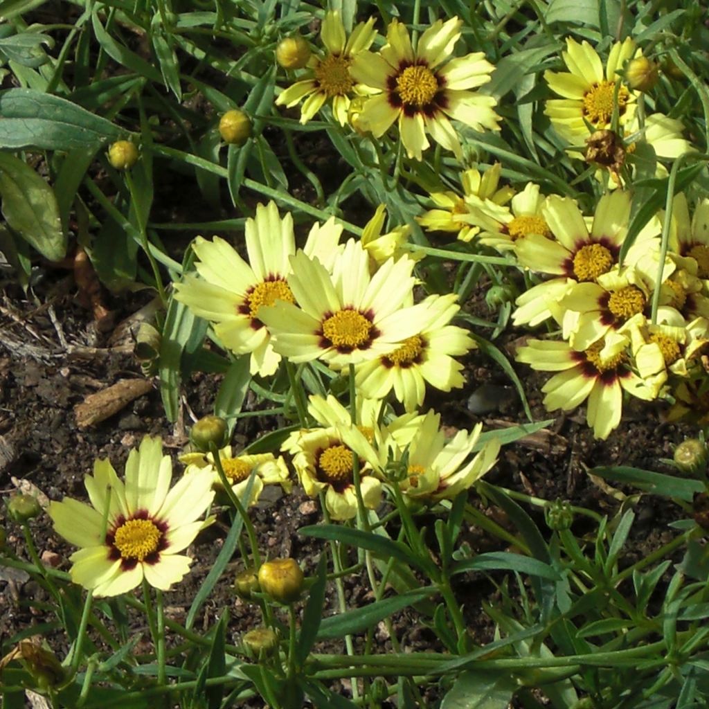 Mädchenauge Redshift - Coreopsis