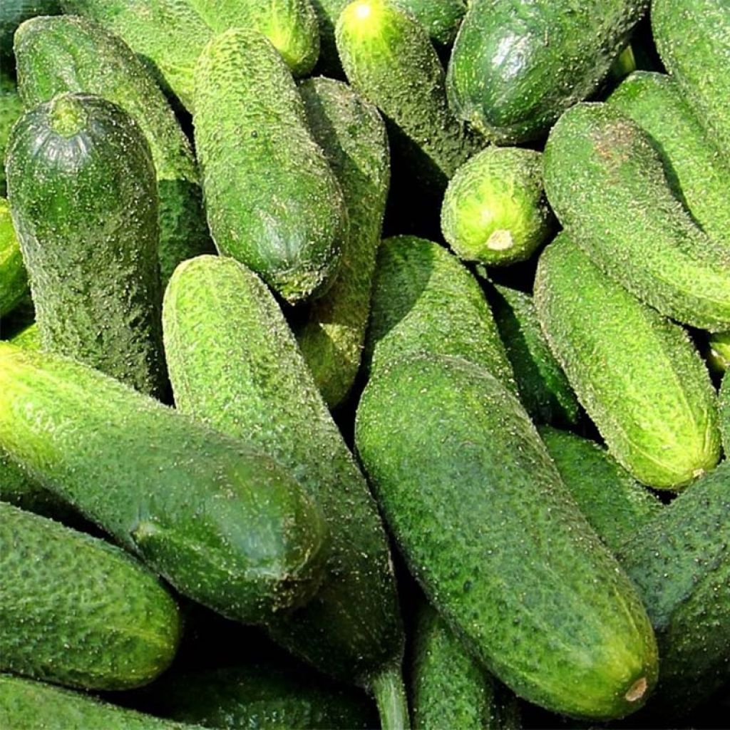 Einlegegurke Vert Petit de Paris (Pflanzen)