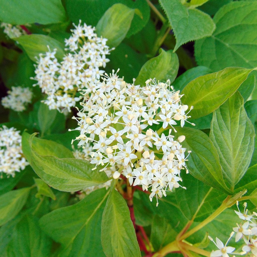 Cornus alba Baton Rouge - Tatarischer Hartriegel