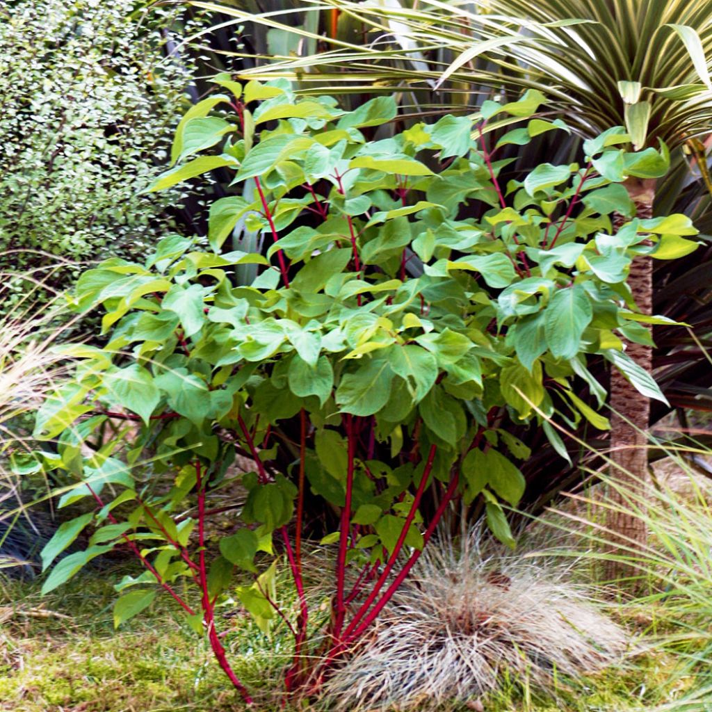 Cornus alba Baton Rouge - Tatarischer Hartriegel